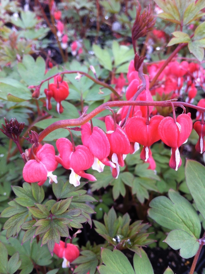 Valentine® Bleeding Heart - Dicentra spectabilis 'Valentine' from Green Barn Garden Center