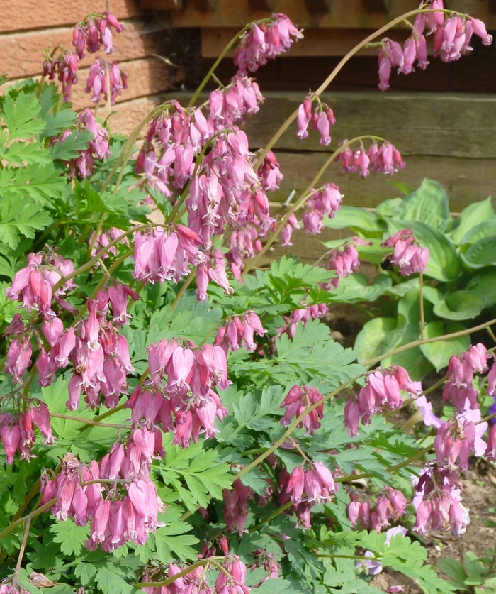 Fern-Leaf Bleeding Heart - Dicentra formosa 'Luxuriant' from Green Barn Garden Center