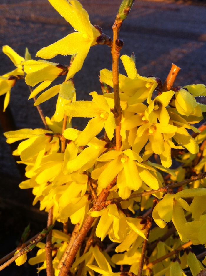 Forsythia - Forsythia ovata 'Northern Gold' from Green Barn Garden Center