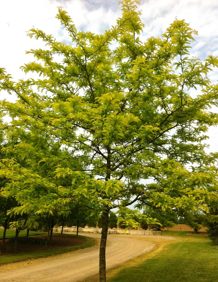 Sunburst® Honeylocust - Gleditsia triacanthos var. inermis 'Suncole' from Green Barn Garden Center