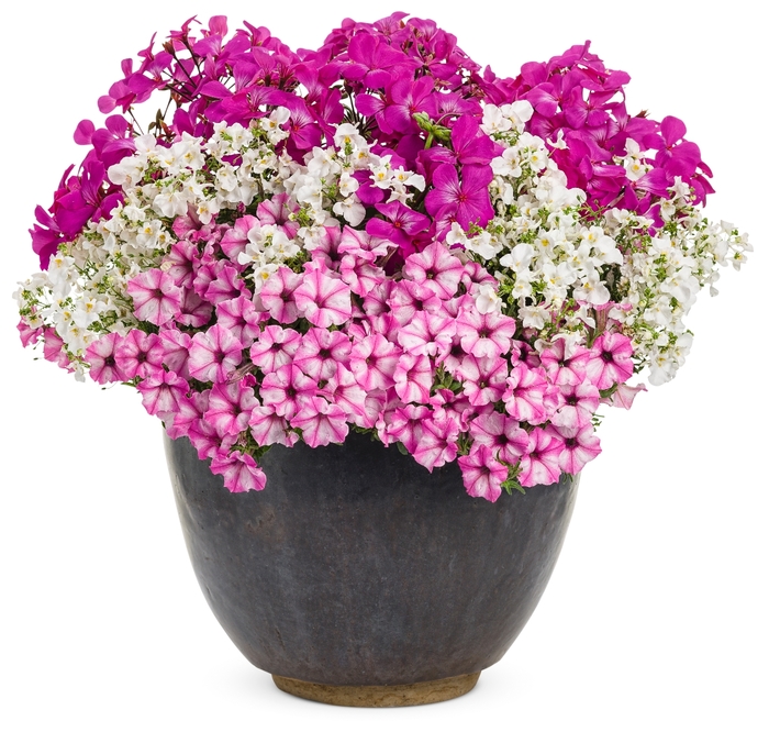 Supertunia® Petunia - Petunia hybrid 'Supertunia® Pink Star Charm' from Green Barn Garden Center