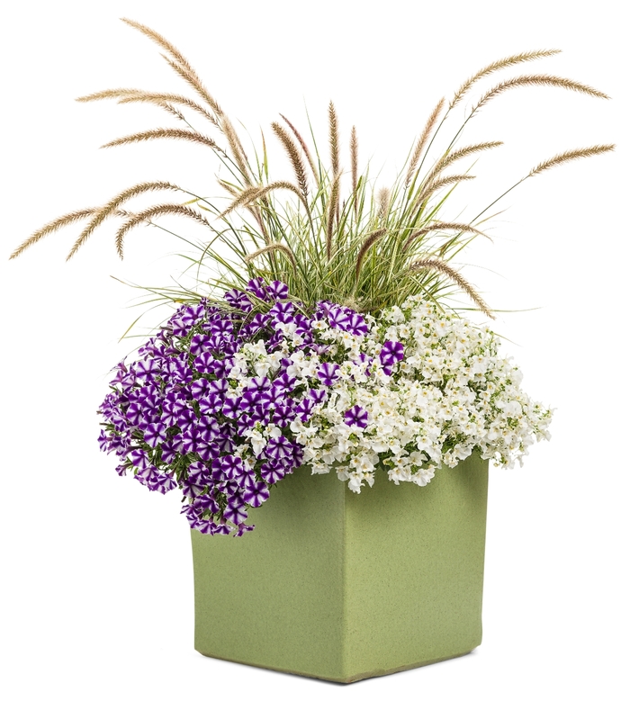 Supertunia® Petunia - Petunia hybrid 'Supertunia® Violet Star Charm' from Green Barn Garden Center