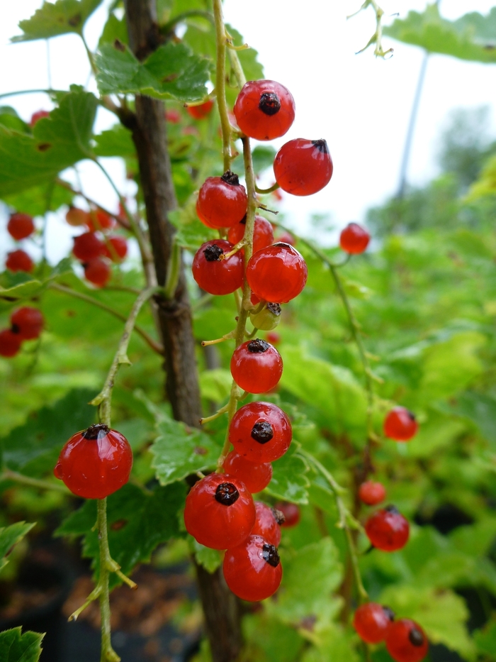 Red Lake Currant - Currant 'Red Lake' from Green Barn Garden Center