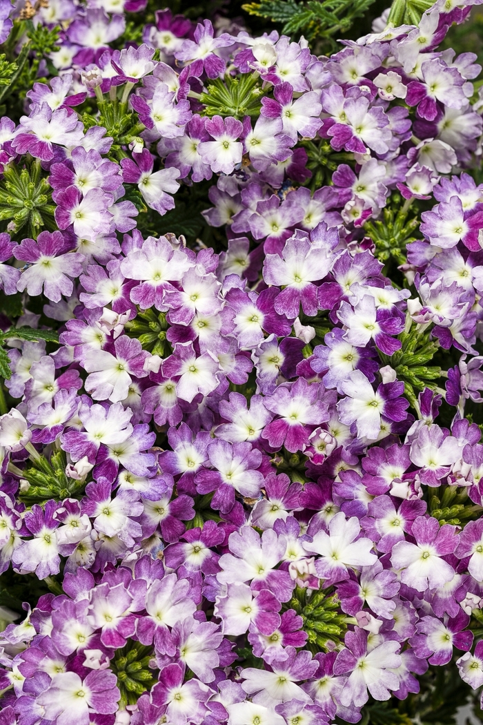 Superbena® Verbena - Verbena hybrid 'Superbena® Sparkling Amethyst' from Green Barn Garden Center