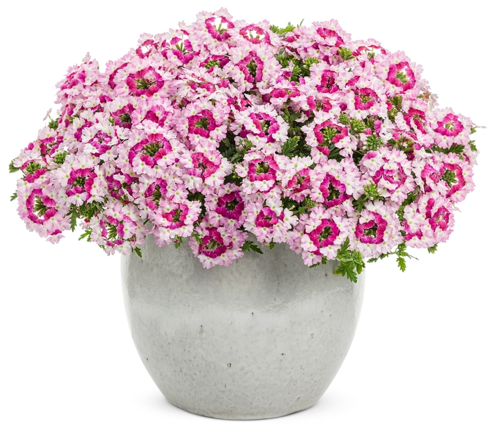 Superbena® Verbena - Verbena hybrid 'Superbena® Sparkling Ruby' from Green Barn Garden Center