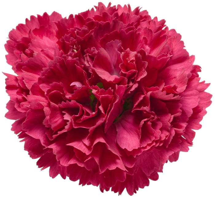Fruit Punch® Pinks - Dianthus hybrid 'Fruit Punch® Cranberry Cocktail' from Green Barn Garden Center