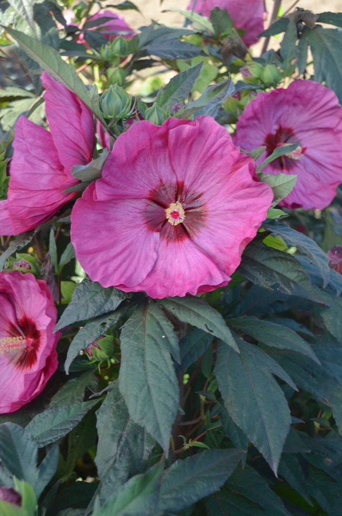 Summerific® Rose Mallow - Hibiscus hybrid 'Summerific® Berry Awesome' from Green Barn Garden Center