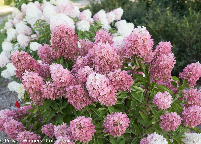 Hardy Hydrangea - Hydrangea paniculata 'Zinfin Doll®' from Green Barn Garden Center