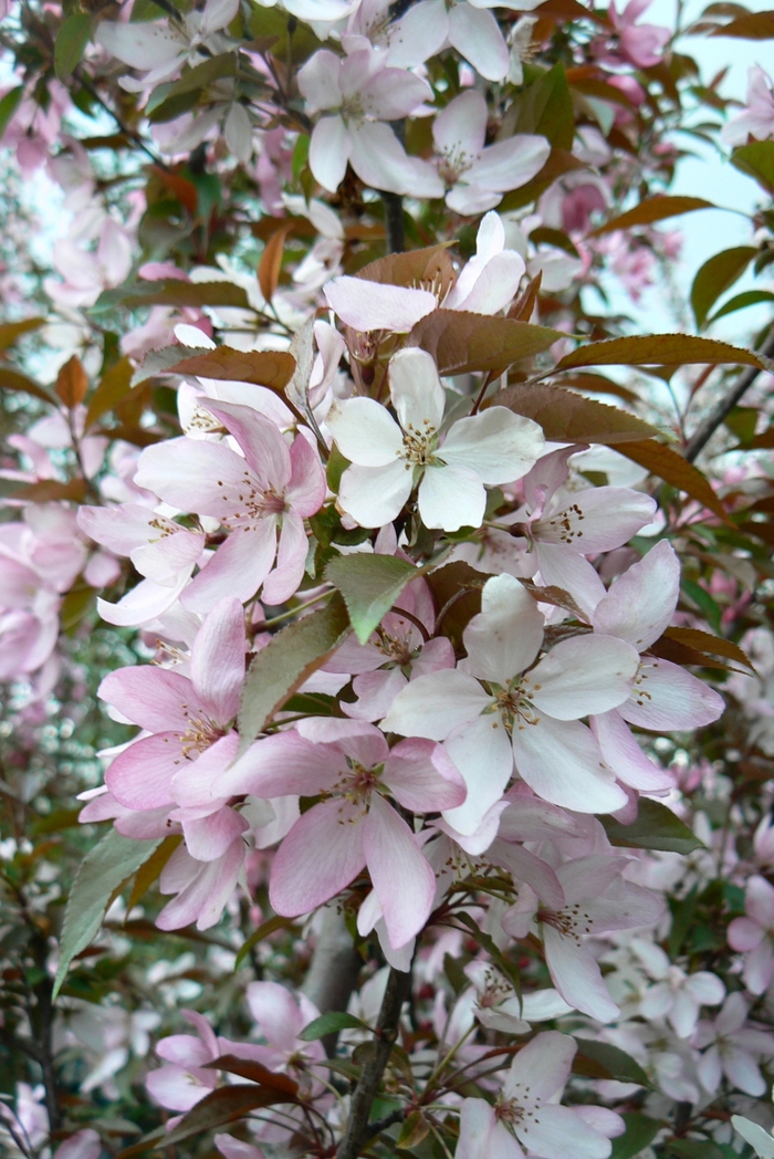 Pink Spires Crabapple - Malus 'Pink Spires' from Green Barn Garden Center