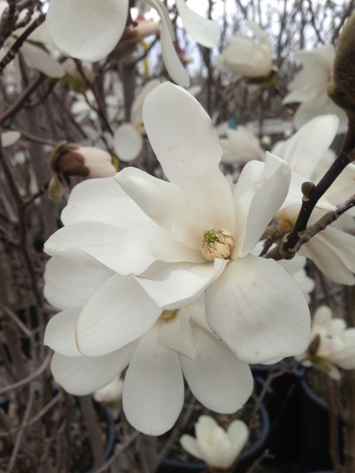Merrill Magnolia - Magnolia x loebneri 'Merrill' from Green Barn Garden Center
