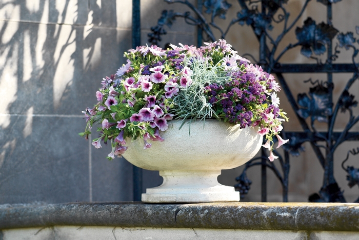 Flossflower - Ageratum hybrid 'Artist® Purple' from Green Barn Garden Center