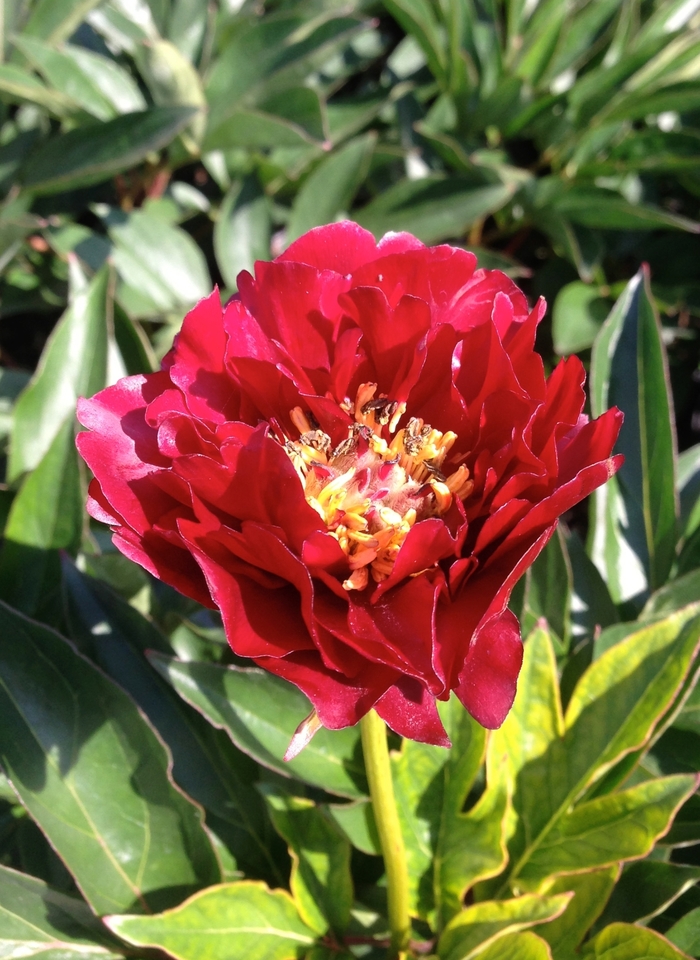 Buckeyed Belle Peony - Paeonia 'Buckeye Belle' from Green Barn Garden Center