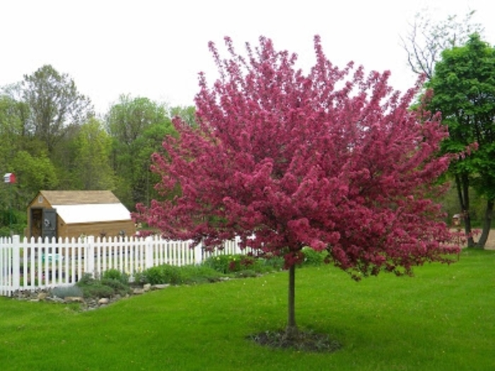 Red Splendor Crabapple - Malus 'Red Splendor' from Green Barn Garden Center