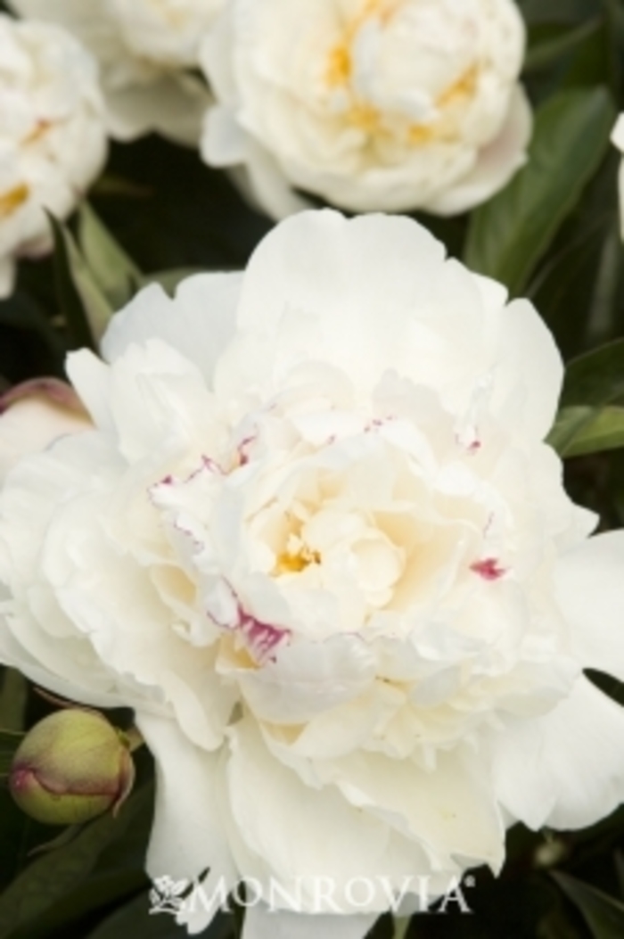 Peony - Paeonia lactiflora 'Festiva Maxima' from Green Barn Garden Center