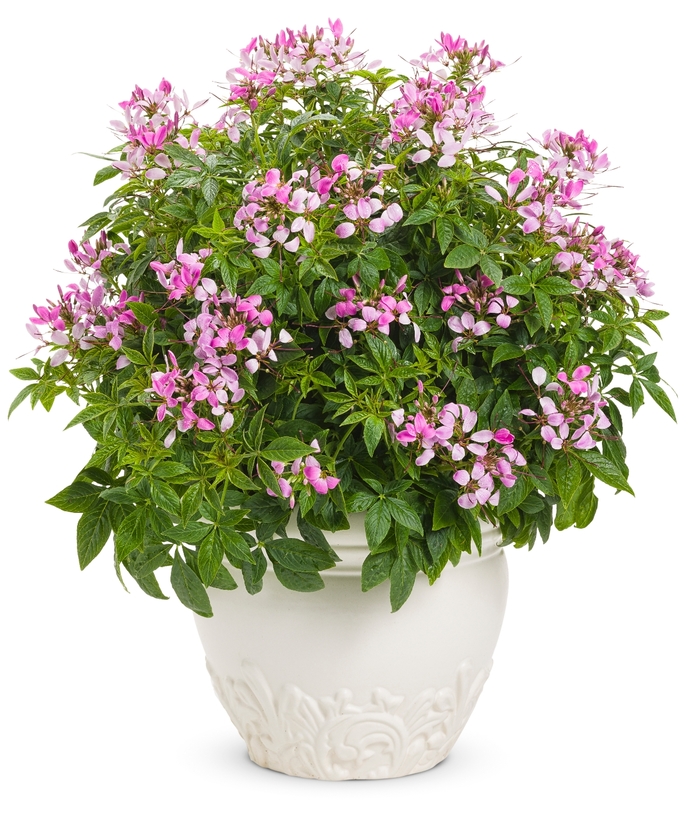 Spider Flower - Cleome hybrid 'Pequena Rosalita®' from Green Barn Garden Center Spider Flower - Cleome hybrid 'Pequena Rosalita®' from Green Barn Garden Center