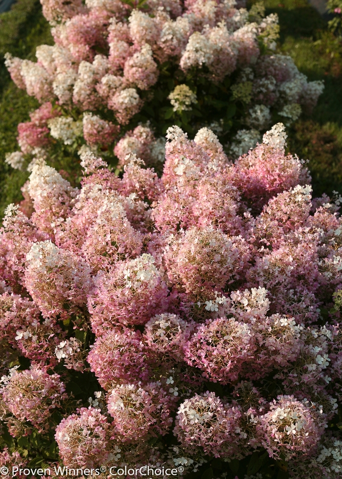 'Bobo®' Hydrangea - Hydrangea paniculata 'Bobo' from Green Barn Garden Center
