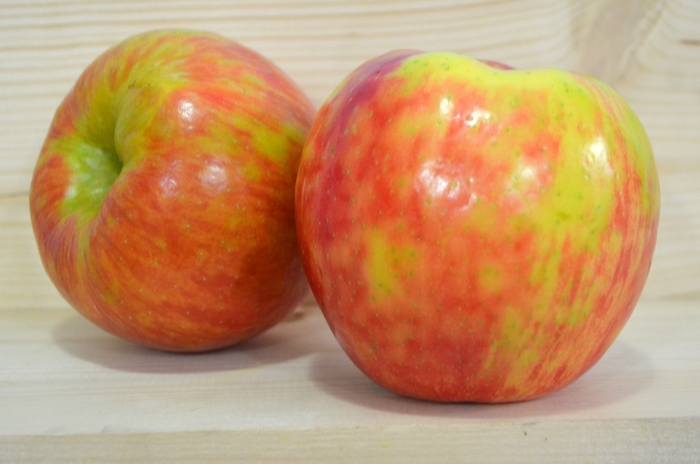 Honeycrisp Apple - Malus domestica 'Honeycrisp' from Green Barn Garden Center