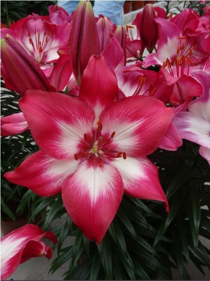 Tiny Diamond Asiatic Lily - Lilium asiaticum 'Tiny Diamond' from Green Barn Garden Center