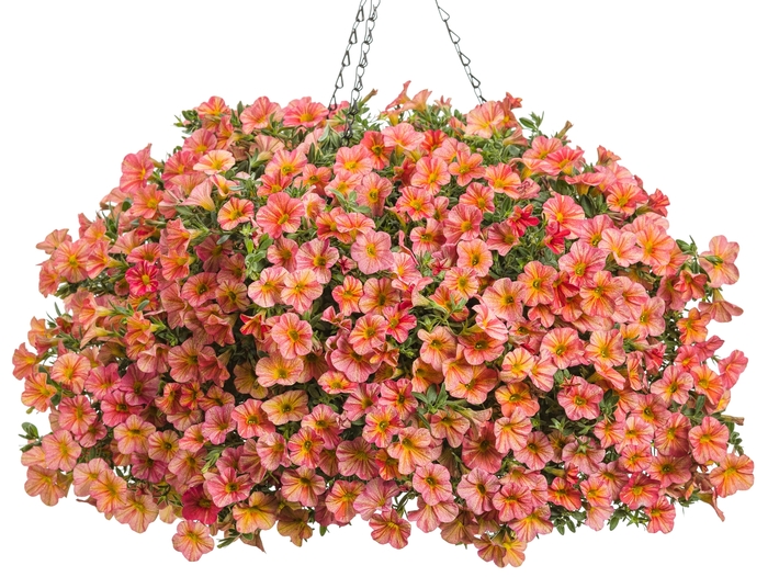 Superbells® - Calibrachoa hybrid 'Tropical Sunrise' from Green Barn Garden Center