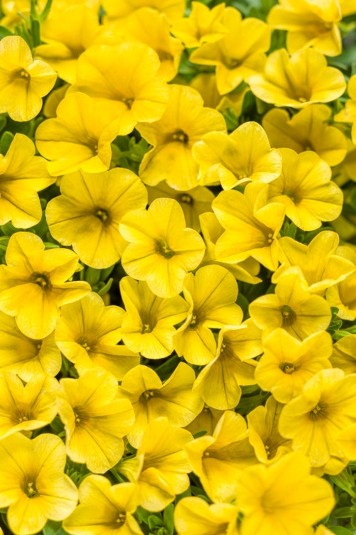 Superbells® Yellow - Calibrachoa hybrid from Green Barn Garden Center