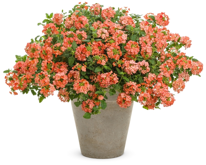 Superbena® - Verbena hybrid 'Royale Peachy Keen' from Green Barn Garden Center