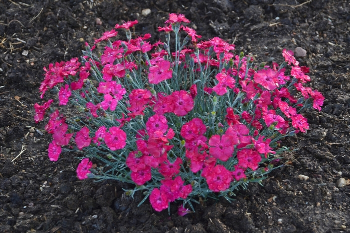 'Paint the Town Magenta' - Dianthus hybrid 'Pinks' from Green Barn Garden Center