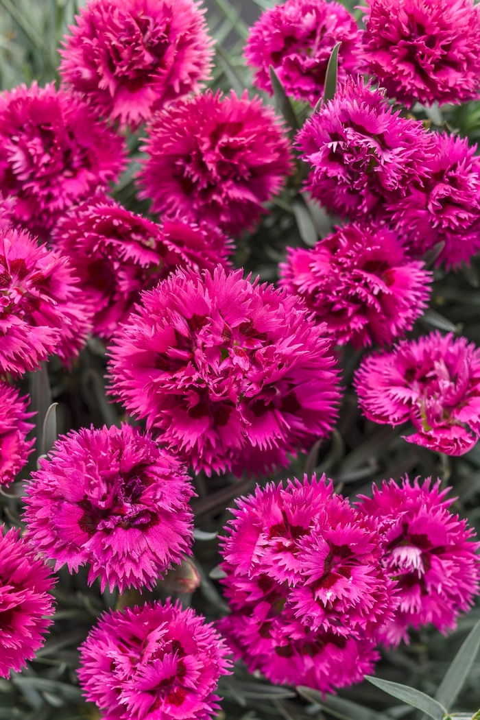 Fruit Punch® - Dianthus hybrid ''Spiked Punch'' from Green Barn Garden Center