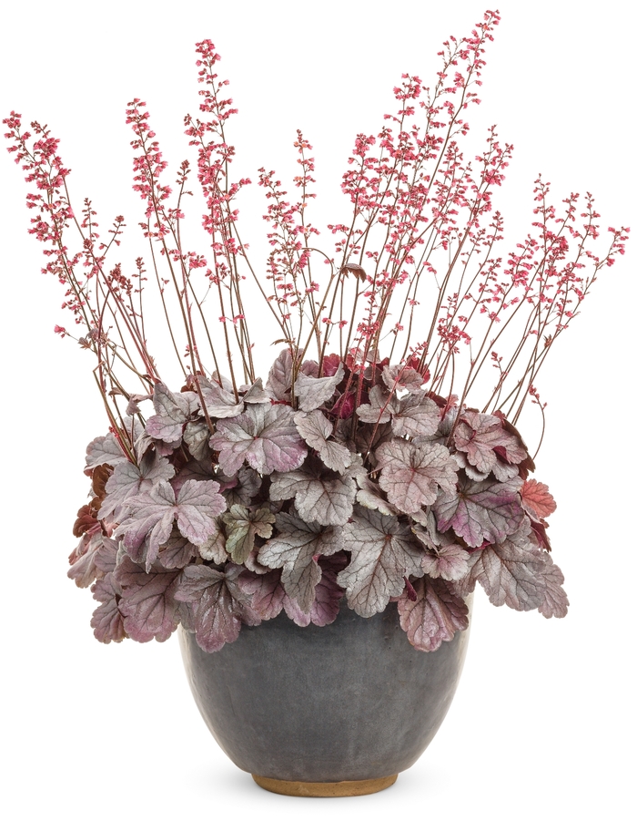 Dolce® Coral Bells - Heuchera hybrid 'Dolce Silver Gumdrop' from Green Barn Garden Center