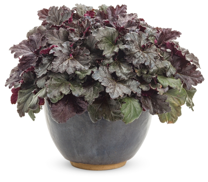 Primo™ - Heuchera hybrid ''Black Pearl'' from Green Barn Garden Center