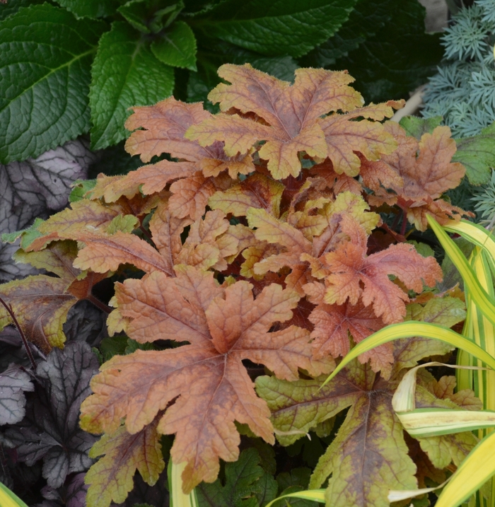 Fun and Games® - Heucherella hybrid ''Hopscotch'' from Green Barn Garden Center