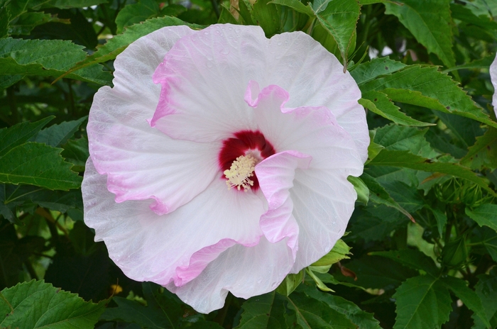 Summerific® - Hibiscus hybrid ''Ballet Slippers'' from Green Barn Garden Center