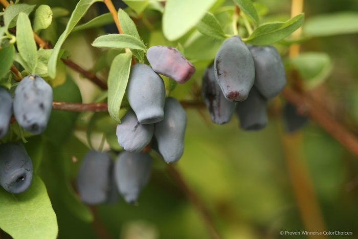 Yezberry® - Lonicera caerulea 'Maxie™' from Green Barn Garden Center