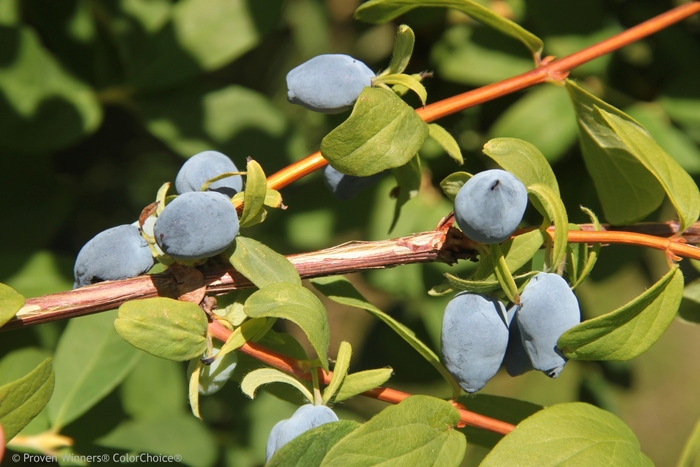 Japanese Haskap - Lonicera caerulea 'Yezberry Solo' from Green Barn Garden Center