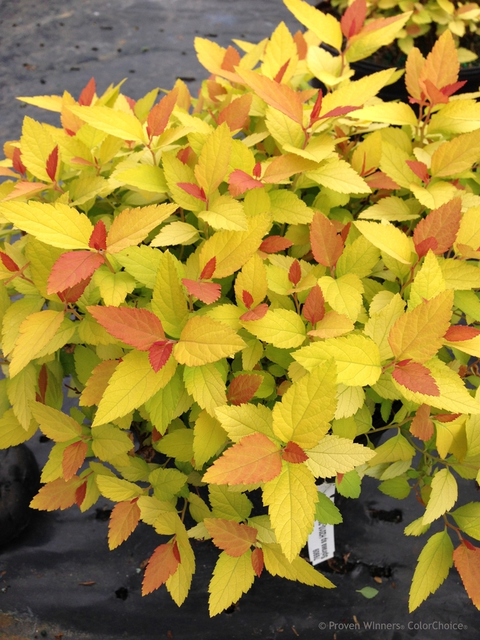 Double Play® Spirea - Spiraea japonica 'Candy Corn®' from Green Barn Garden Center