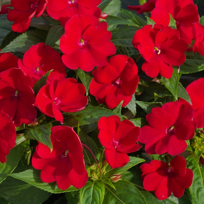 SunPatiens® Compact - Impatiens 'Fire Red' from Green Barn Garden Center