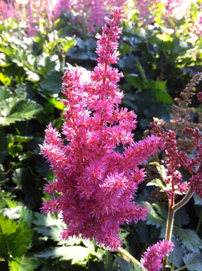 False Spirea - Astilbe chinensis 'Little Vision in Pink' from Green Barn Garden Center