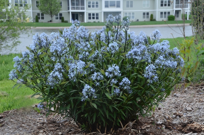 Amsonia 'Storm Cloud' - Amsonia tabernaemontana 'Storm Cloud' (Bluestar) from Green Barn Garden Center Amsonia 'Storm Cloud' - Amsonia tabernaemontana 'Storm Cloud' (Bluestar) from Green Barn Garden Center