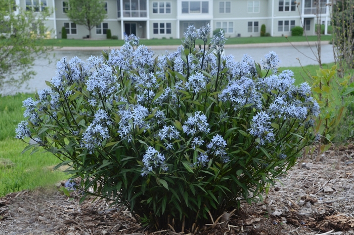 Amsonia 'Storm Cloud' - Amsonia tabernaemontana 'Storm Cloud' (Bluestar) from Green Barn Garden Center