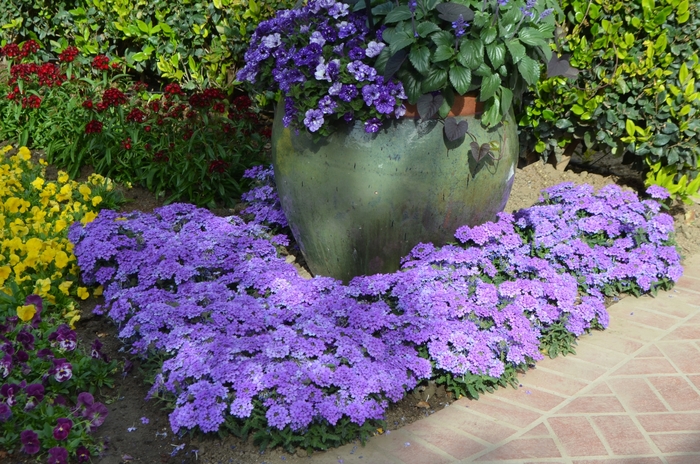 Verbena - Verbena 'EnduraScape Blue Improved' from Green Barn Garden Center