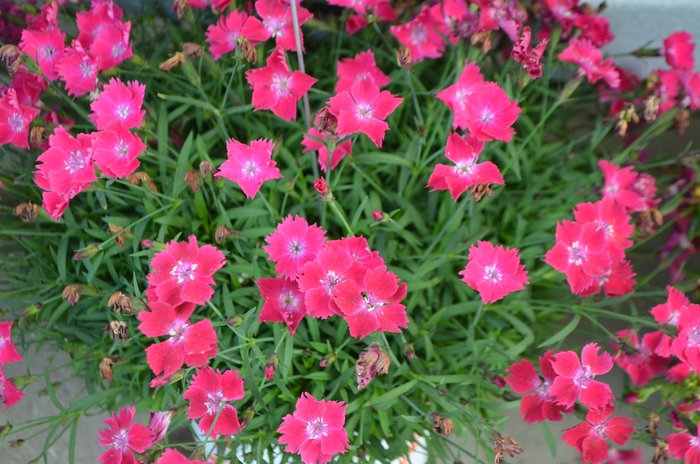 Carnation - Dianthus 'Kahori Scarlet®' from Green Barn Garden Center