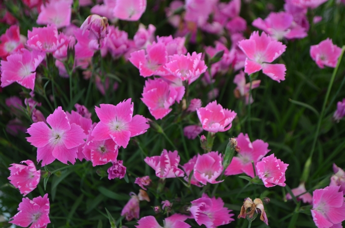 Pink Carnation - Dianthus Kahori Pink® from Green Barn Garden Center