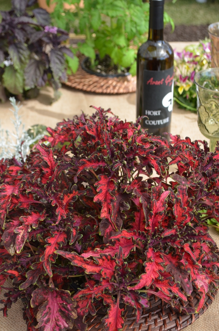 Coleus - Coleus Under The Sea® 'Pink Reef' from Green Barn Garden Center