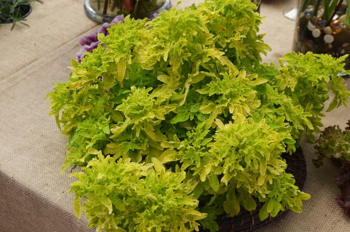 Under The Sea® Coleus - Coleus 'Yellowfin Tuna' from Green Barn Garden Center