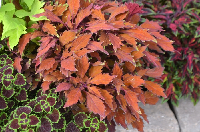 Flame Thrower™ 'Habanero' - Coleus/Solenostemon from Green Barn Garden Center