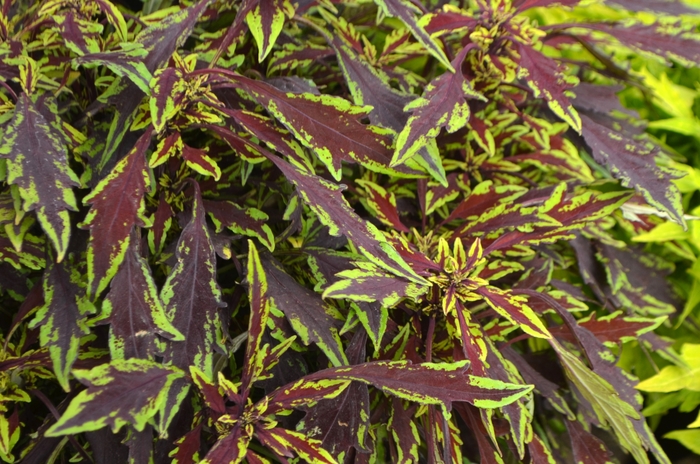 Flame Thrower™ Chipotle - Coleus/Solenostemon from Green Barn Garden Center