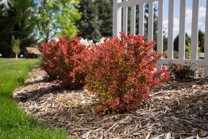 Toscana™ Barberry - Berberis thunbergii BailJulia from Green Barn Garden Center