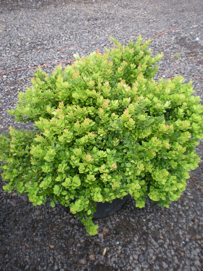 Moscato™ Barberry - Berberis thunbergii 'BailAnna' from Green Barn Garden Center