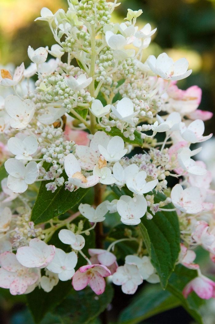 Hydrangea - Hydrangea paniculata 'Tickled Pink®' from Green Barn Garden Center