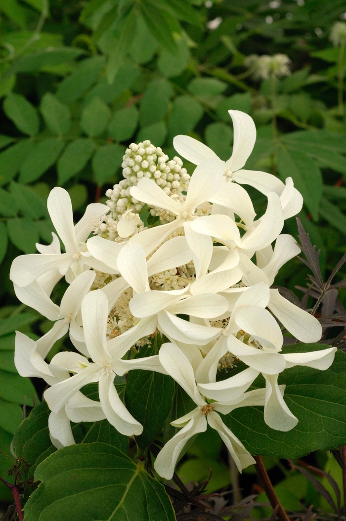 Hydrangea - Hydrangea paniculata 'Great Star' from Green Barn Garden Center