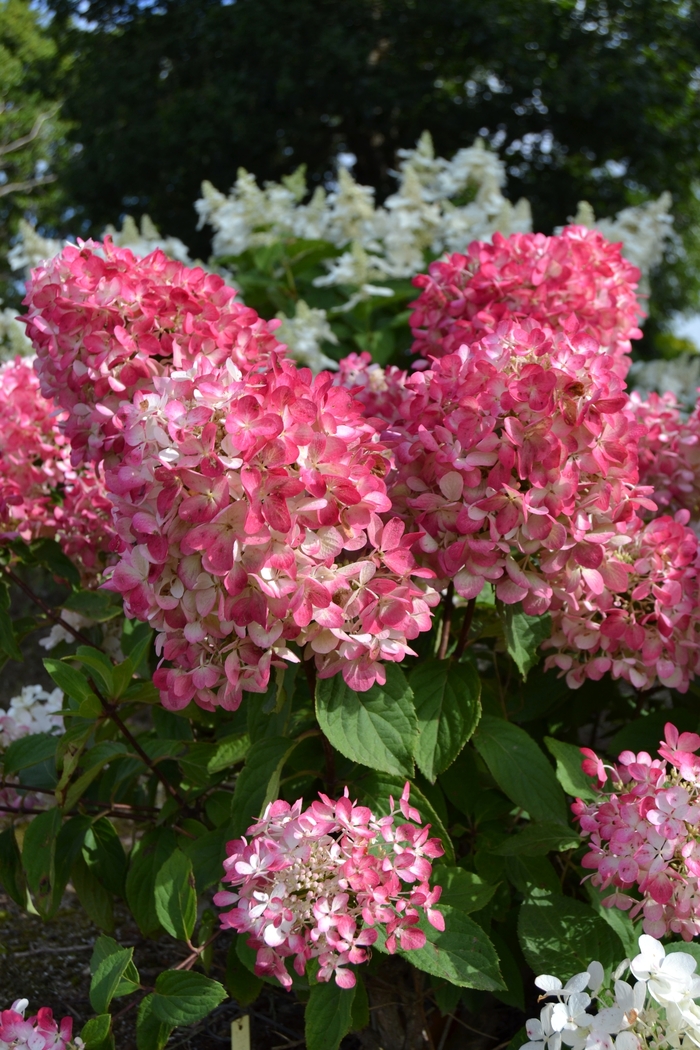 Diamante Rouge™ HP524 Hydrangea - Hydrangea paniculata Rendia from Green Barn Garden Center